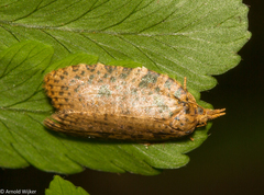 Polyortha
