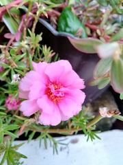 Portulaca grandiflora