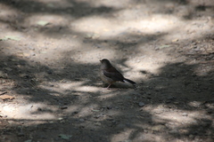 Junco hyemalis pinosus