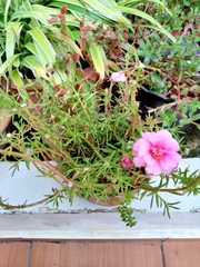 Portulaca grandiflora
