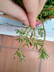 Portulaca grandiflora