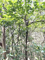 Ilex viridis
