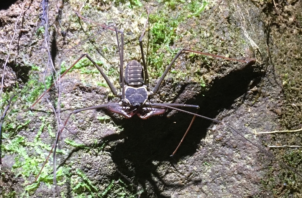 Heterophrynus batesii