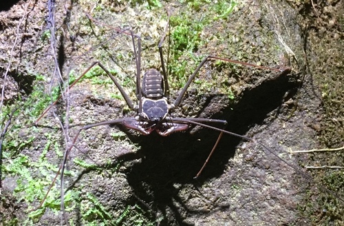 Heterophrynus batesii