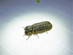 Lichenophanes bicornis