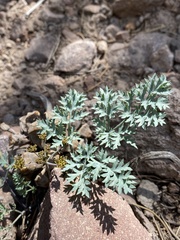 Cymopterus jonesii