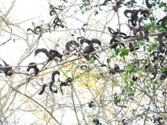 Microlobius foetidus