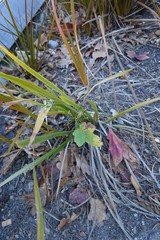 Acer pseudoplatanus