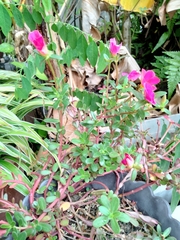Portulaca grandiflora