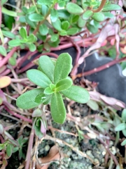 Portulaca grandiflora