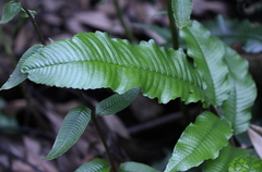 Grypothrix megacuspis