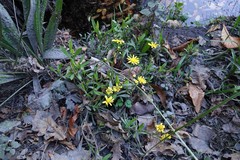 Senecio skirrhodon