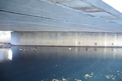 Branta canadensis maxima