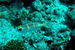 Monotaxis heterodon