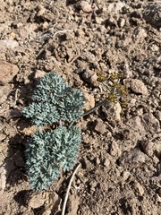 Cymopterus jonesii