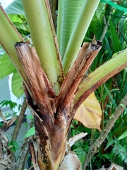 Musa acuminata