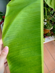 Musa acuminata