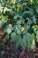 Solanum nigrum