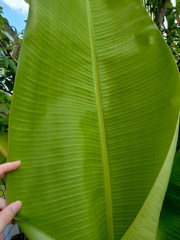 Musa acuminata