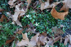 Lobelia angulata