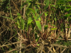 Chusquea scandens