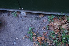 Senecio vulgaris