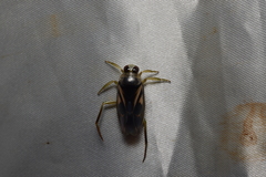 Notonecta triguttata