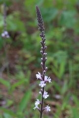 Verbena carnea