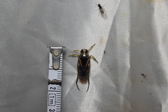 Notonecta triguttata