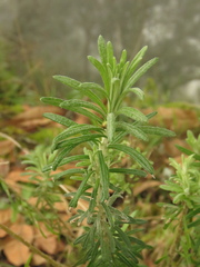 Linochilus rosmarinifolius