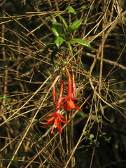 Fuchsia venusta