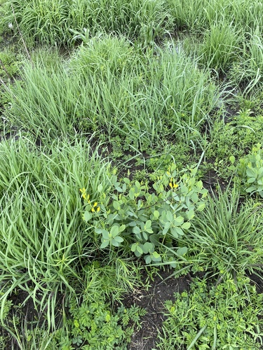 Baptisia sphaerocarpa