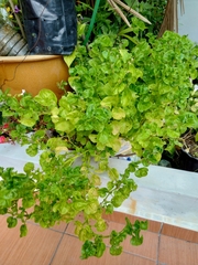 Alternanthera sissoo