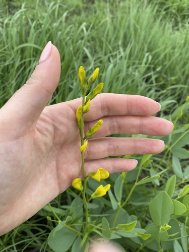 Baptisia sphaerocarpa