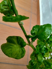 Alternanthera sissoo