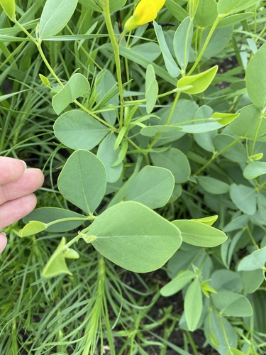 Baptisia sphaerocarpa
