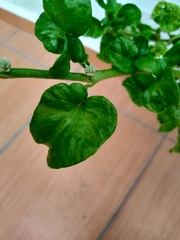 Alternanthera sissoo