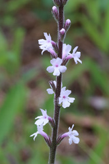 Verbena carnea