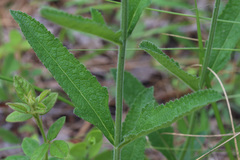 Verbena carnea
