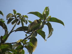 Guettarda crispiflora