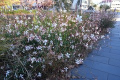Gaura