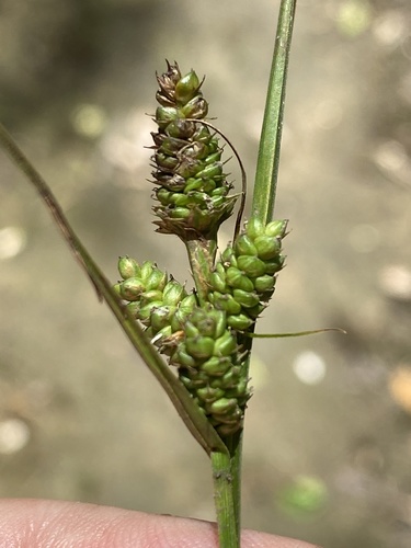 Hirsute sedge (Carex complanata)