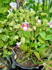 Torenia