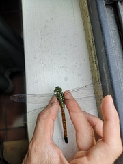 Polycanthagyna erythromelas