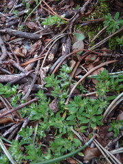 Paronychia polygonifolia