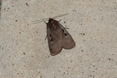 Parabagrotis insularis