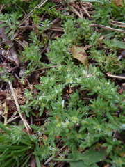 Paronychia polygonifolia