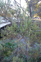 Paraferrisia podocarpi