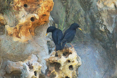 Sturnus unicolor