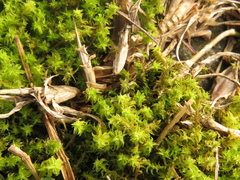 Leptodontium